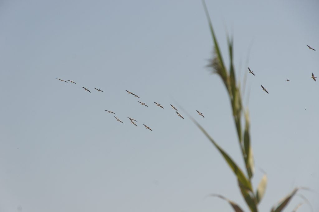 Birds in flight by Tania Shalom Michaelian